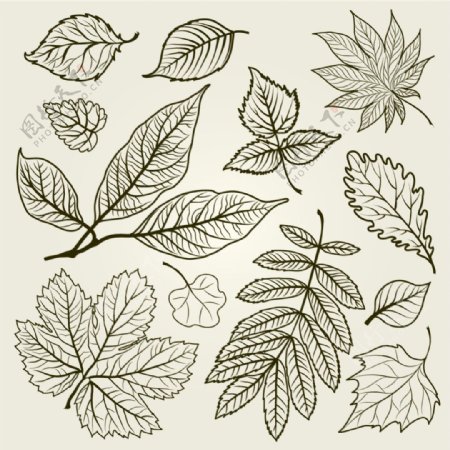 手绘各种树叶矢量素材