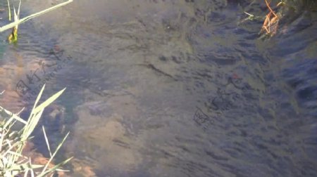 流动的河水视频素材