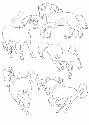 马动物手绘