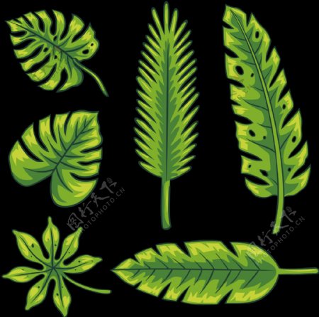 手绘绿色叶子插画免抠png透明图层素材