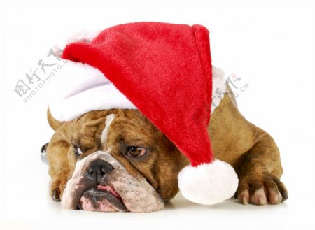 戴着圣诞帽的狗图片