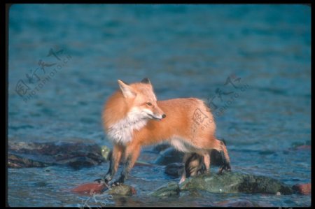 海边的狐狸摄影图片