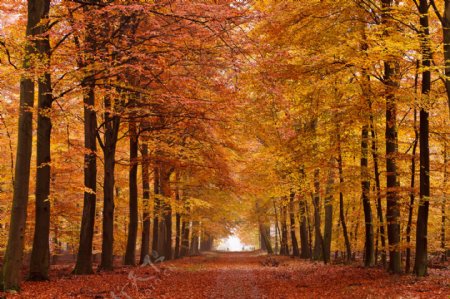 秋天美丽的树林图片