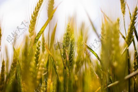性质场农业谷物粮食麦田农业小麦