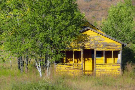 森林中的黄房子