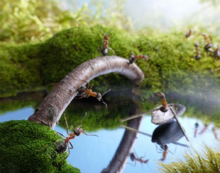 搬树枝的小蚂蚁图片