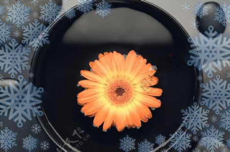 雪花背景与橙色花朵图片