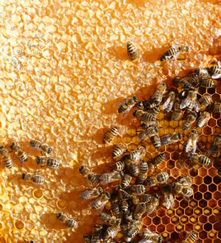 忙着采蜜的蜜蜂图片