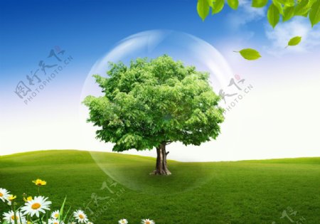 自然生态绿色树图片