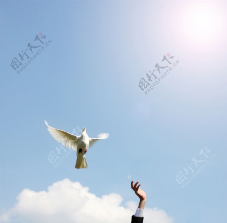 蓝天飞翔的白鸽图片