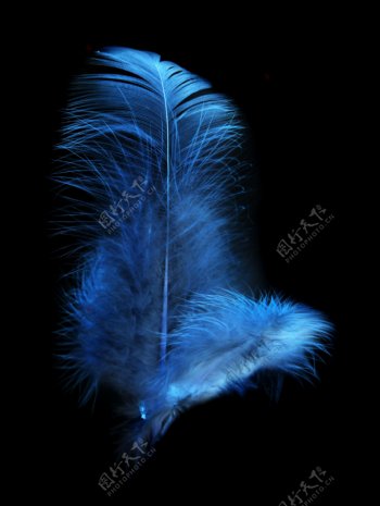 两片蓝色的羽毛图片
