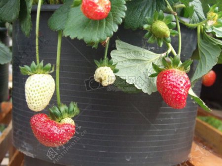 花盆里的草莓