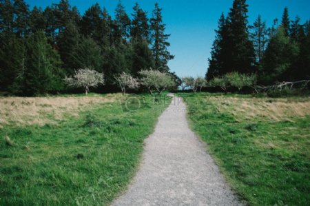 木材风景自然森林树木道路路草草坪草地步道路径