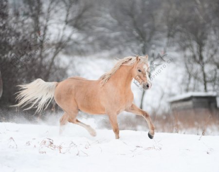 雪地上奔跑的马匹图片