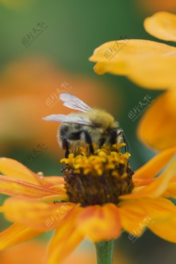 鲜花上的蜜蜂图片