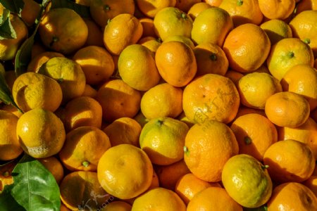 金黄黄的橘子图片