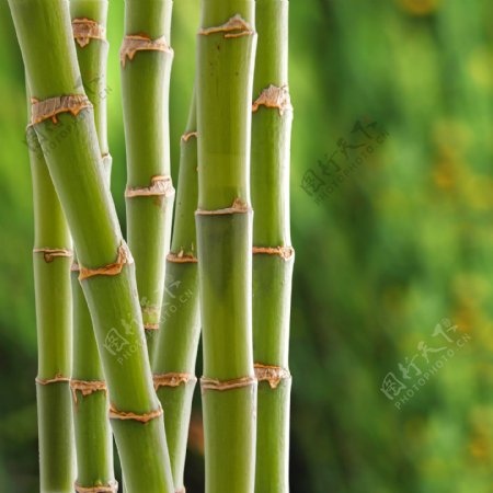 绿竹背景底纹图片
