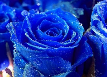 美丽的蓝色玫瑰花图片