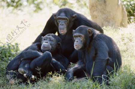 非洲野生动物猴子图片