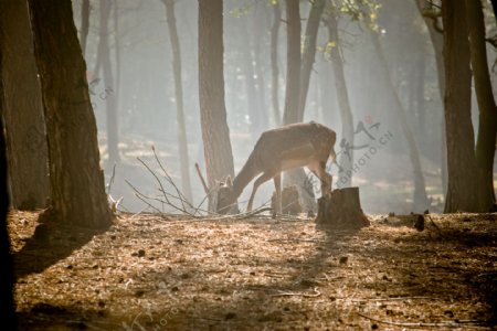 树林里的小鹿图片