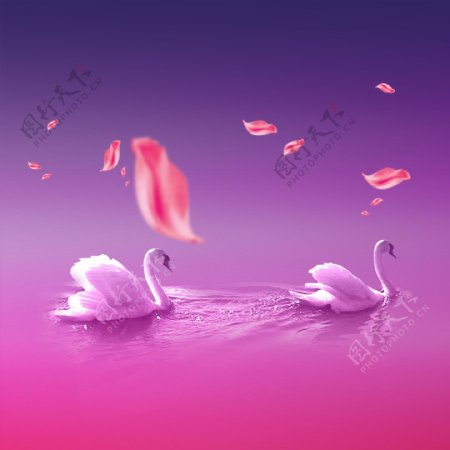 白天鹅粉色花瓣水纹广告背景素材