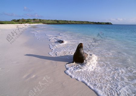 沙滩上的海豹图片
