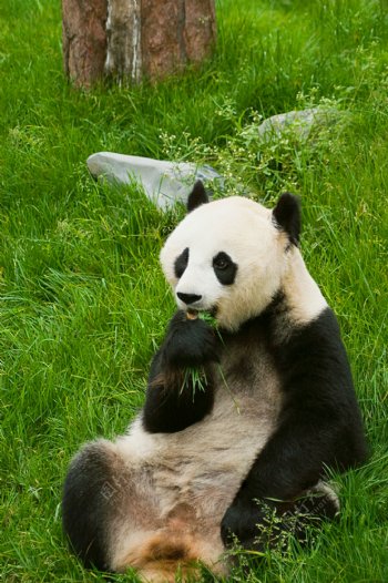 草地上吃草的熊猫图片