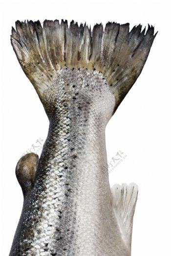 鲈鱼鱼尾图片