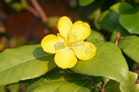 自然花米奇鼠标黄色花