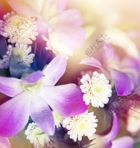 白色紫色花朵特写图片