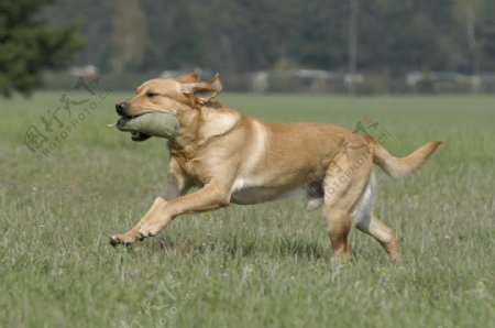 草地上奔跑的狗图片