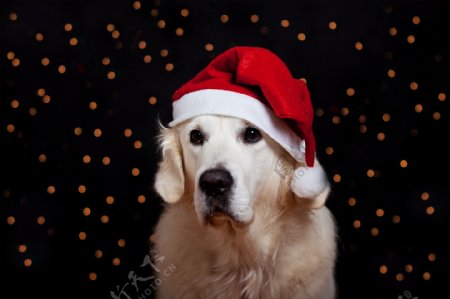 圣诞帽小狗图片