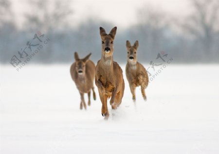 雪地里奔跑的袋鼠图片