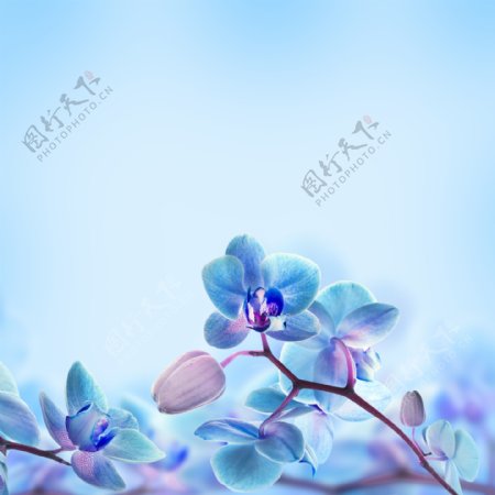 蓝色娇美的花卉背景图片