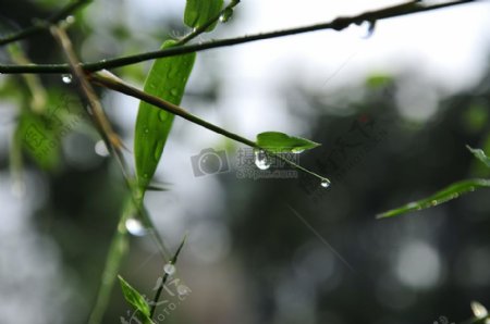 自然叶露水雨滴一滴的水绿色滴的水水滴露水滴