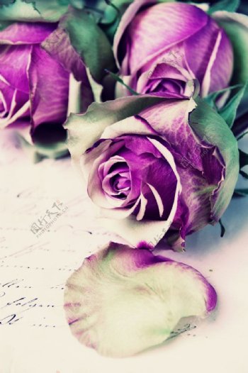英文笔记上的紫色玫瑰图片