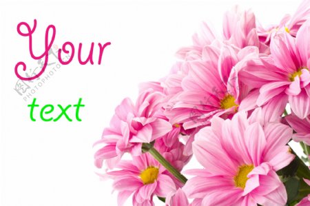 粉色菊花背景卡片图片