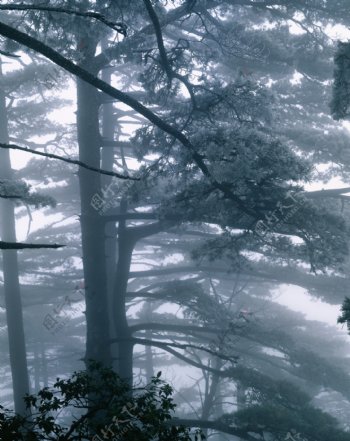高山松树林景色图片