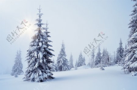美丽的雪松摄影图片