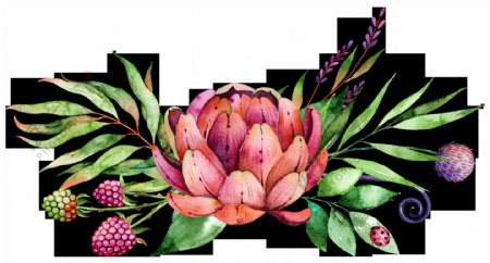 高清水彩手绘多肉植物花朵浆果插画PNG