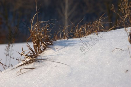 雪地摄影图片