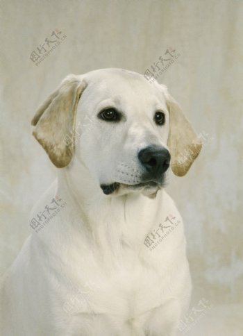 白色宠物狗摄影图片