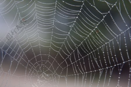 蜘蛛网上的露珠图片