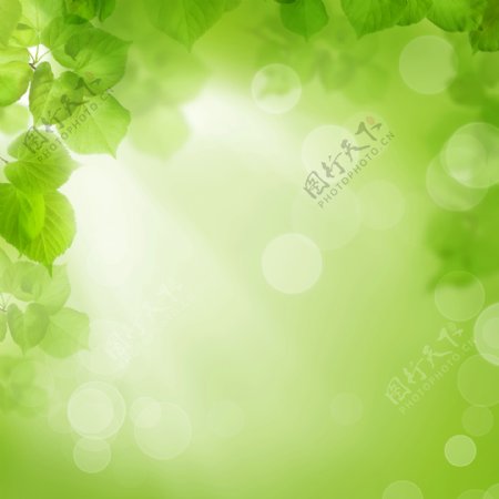 梦幻绿叶光斑背景图片