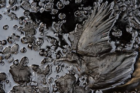 死鸟与污染的水源