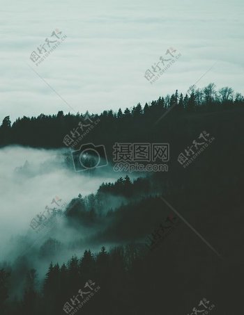 自然天空云森林树木雾