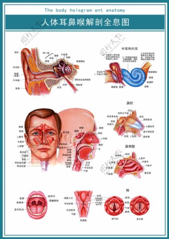 医学展板人体耳鼻喉解剖全息图超清psd图