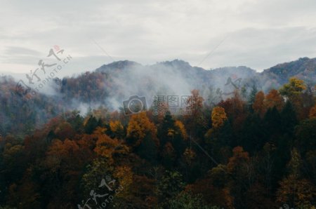 山自然森林树木雾丘陵秋秋天