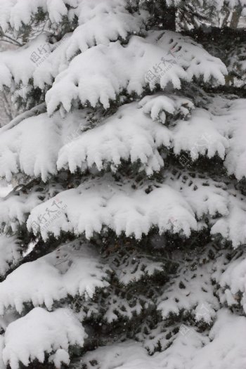 树枝上的白雪图片
