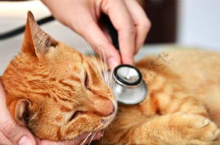 兽医与小猫图片